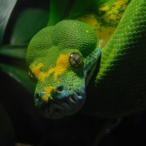 Green Tree Python