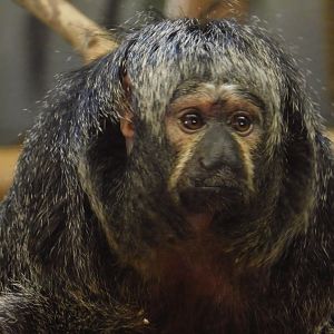 White Faced Saki