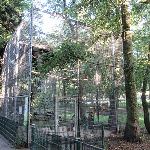 Eurasian Eagle Owl Exhibit