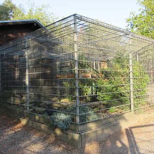 Raccoon Exhibit
