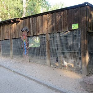 Domestic Chicken Exhibit