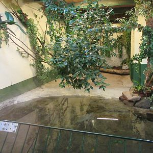 American Alligator Indoor Exhibit