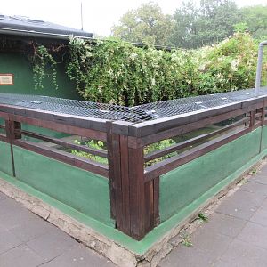 American Alligator Outdoor Exhibit