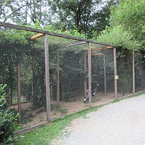 Black Crowned Crane Exhibit
