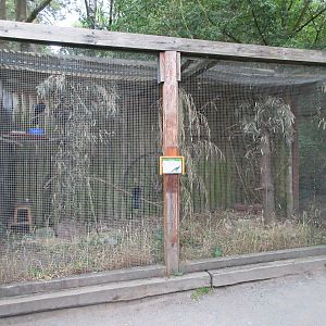 Violet Turaco Exhibit
