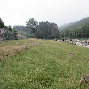 Barbary Macaque Walk-through Exhibit