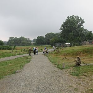 Barbary Macaque Walk-through Exhibit