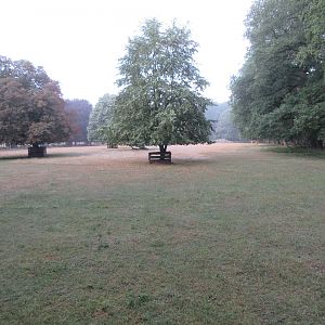 European Fallow Deer Exhibit