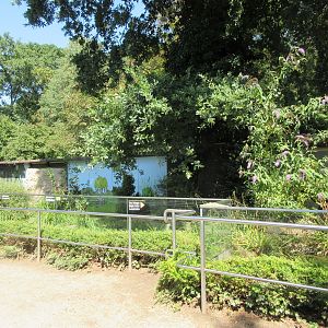 European Otter Exhibit #1