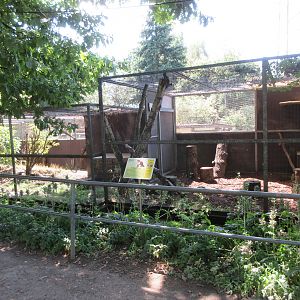 Red Fox Exhibit