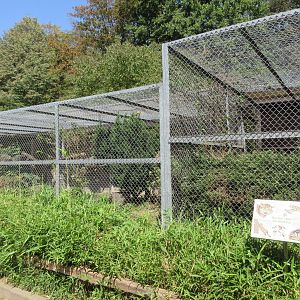 European Wildcat Exhibit