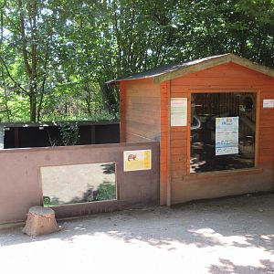 Domestic Ferret Exhibit