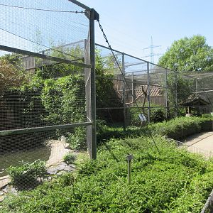 European Herring Gull Exhibit