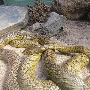 Inland Taipan