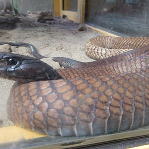 Arabian Cobra