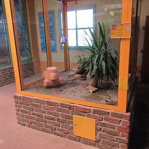 Arabian Cobra Exhibit