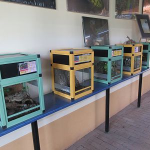 Tarantulas + Scorpions