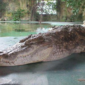 Nile Crocodile
