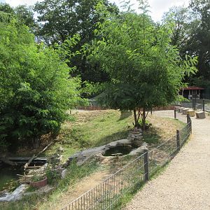 American Alligator Exhibit (juveniles)