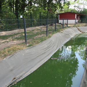 American Alligator Exhibit + Domestic Goats