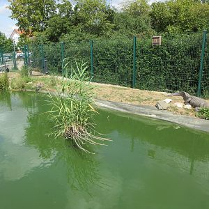 American Alligator Exhibit