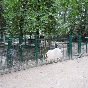 European Wild Boar Exhibit