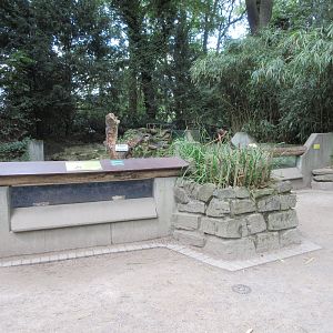 Small-clawed Otter Exhibit