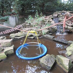 Small-clawed Otter Exhibit