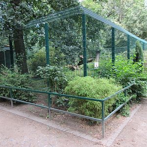 Eurasian Lynx Exhibit