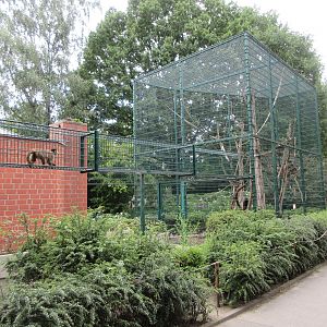 Tufted Capuchin Exhibit