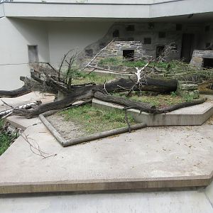 Small-clawed Otter Exhibit