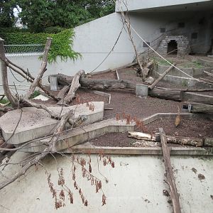 Raccoon/Coati Exhibit