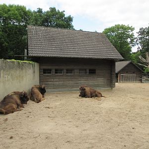 Wisent Exhibit