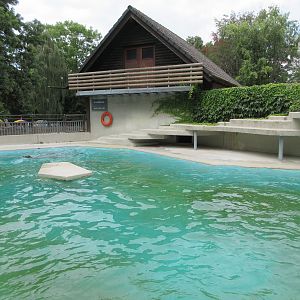 Harbour Seal Exhibit