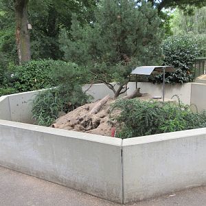 Banded Mongoose Exhibit