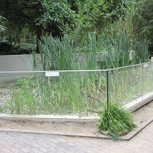 European Mink Exhibit