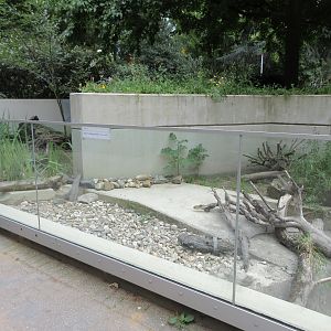 European Mink Exhibit