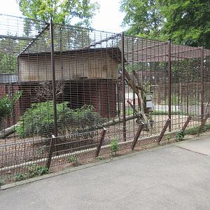 Ocelot Exhibit