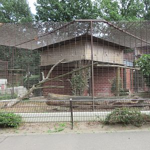 Eurasian Lynx Exhibit #1