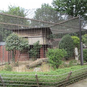 Eurasian Lynx Exhibit #2