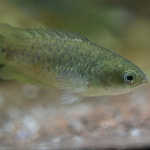 Climbing perch (Anabas testudineus)