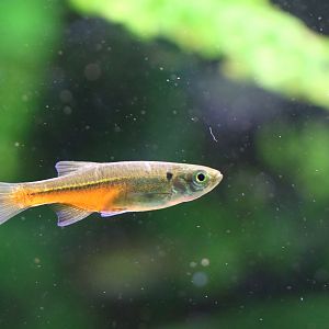 Fireline Danio (Devario sondhii)