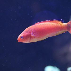 Hooded Fairy Wrasse (Cirrhilabrus bathyphilus)