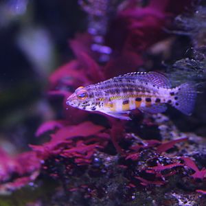 Lantern Bass (Serranus baldwini)