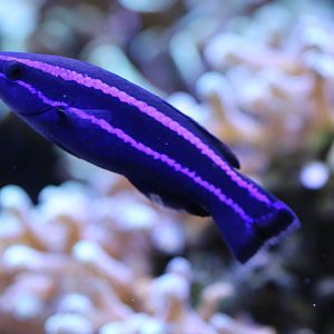 Red Sea Cleaner Wrass (Larabicus quadrilineatus)