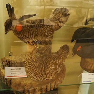 Taxidermy specimens Greater prairie chicken (Tympanuchus cupido) and Black grouse (Tetrao tetrix), 2019-08-04