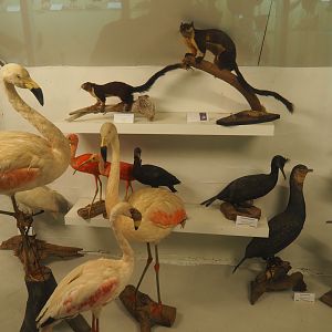 Bird Museum - Taxidermy specimens flamingos, ibis, cormorants and giant squirrels, 2019-08-04