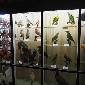 Bird Museum - Parrot taxidermy specimens, 2019-08-04
