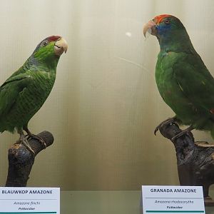 Taxidermy specimens Lilac-crowned amazon (Amazona finschi) and  Red-browed amazon (A. rhodocorytha), 2019-08-04