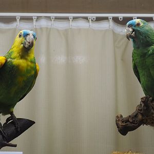 Taxidermy specimens Turqouise fronted amazons (Amazona aestiva xanthopteryx and A. a. aestiva), 2019-08-04